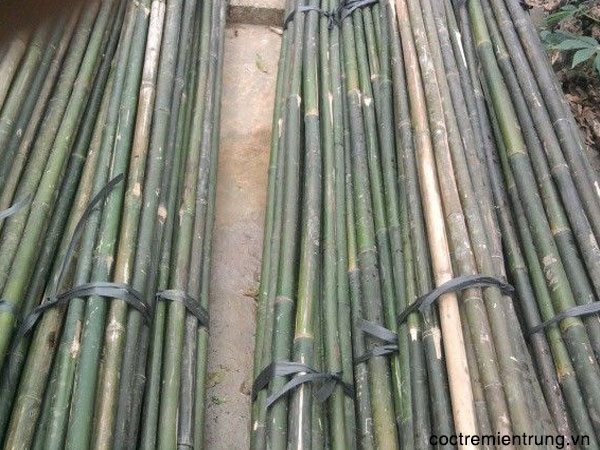 CUNG CẤP VÀ MUA BÁN CÁN TRE